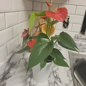 - Image 8