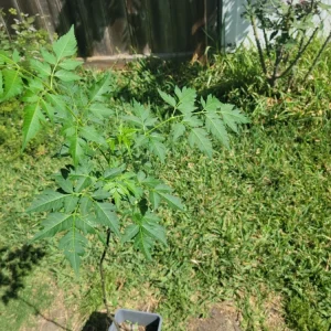 - Image 8