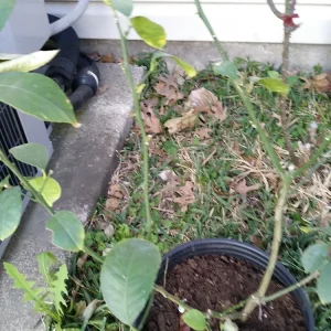 - Image 8