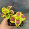 - Image 1