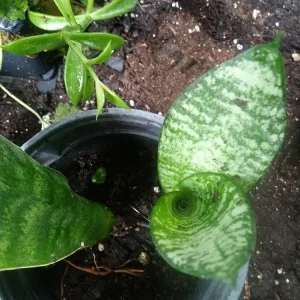 - Image 1