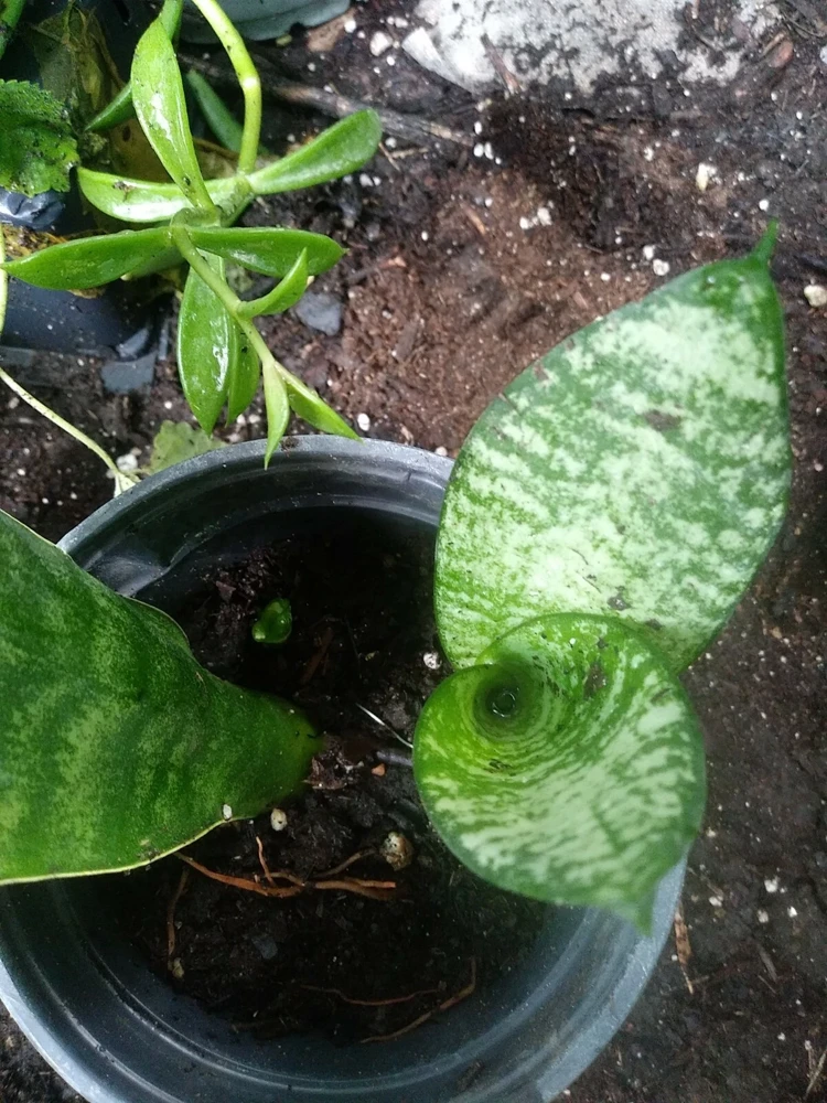 - Image 1
