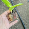 - Image 1