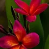 - Image 1