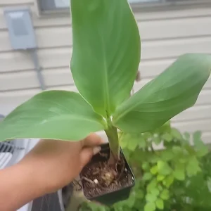 - Image 9