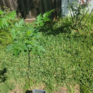 - Image 9