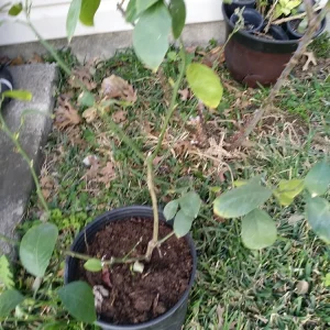 - Image 9