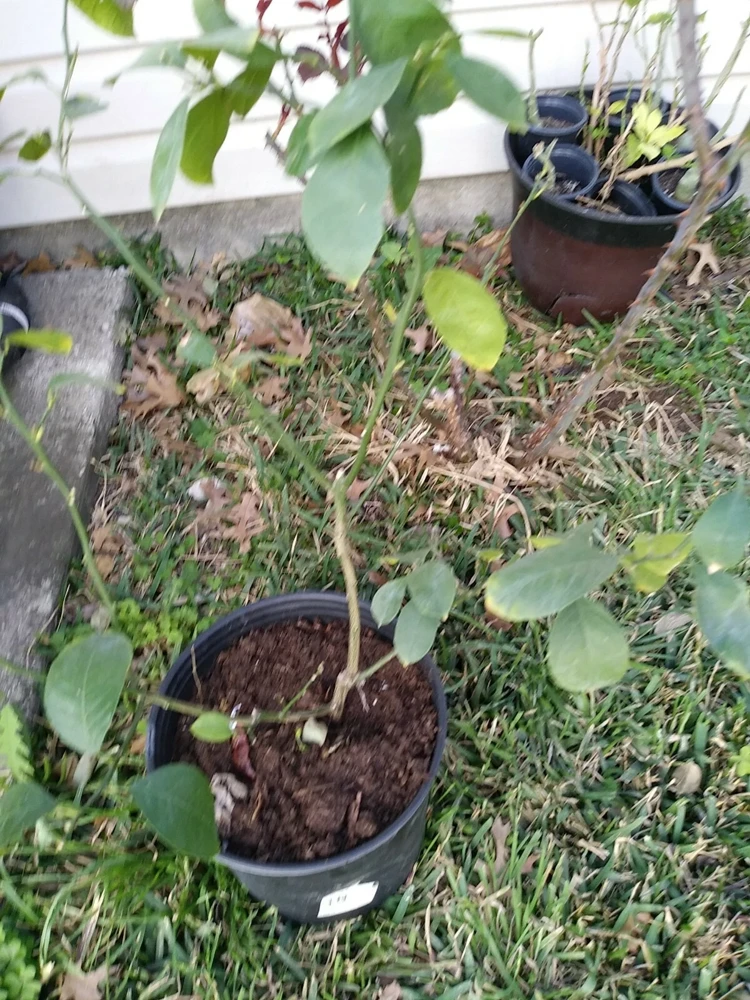 - Image 9