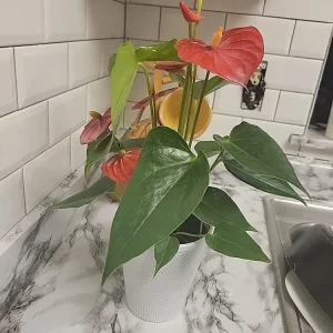 - Image 9