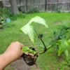 - Image 1