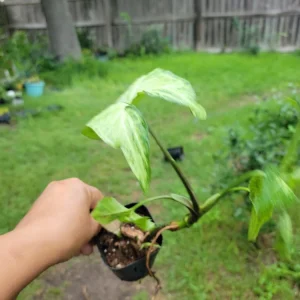 - Image 1