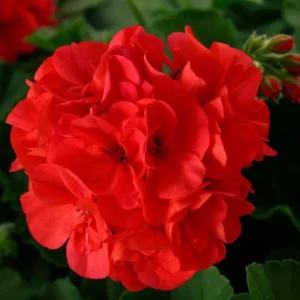 - Image 1