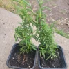 - Image 1