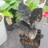 - Image 1