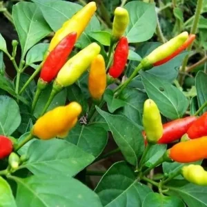 - Image 1