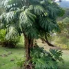 - Image 1