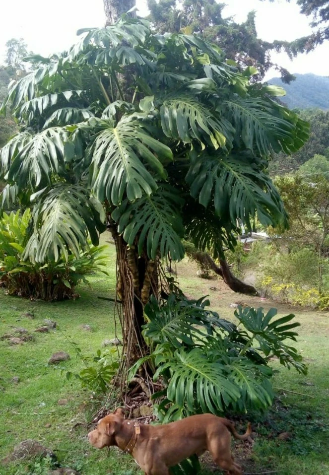 - Image 1