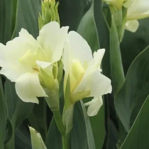 - Image 1