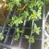 - Image 1