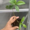 - Image 1