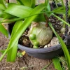 - Image 1