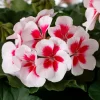 - Image 1