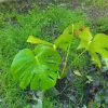 - Image 1