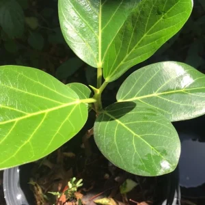 - Image 1