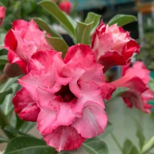 - Image 1
