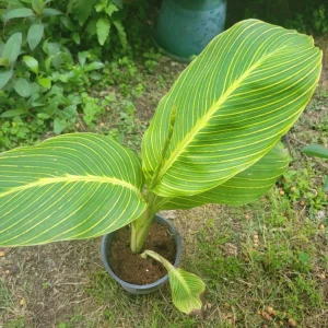 - Image 1