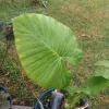 - Image 1