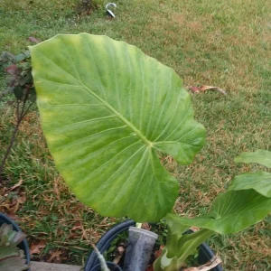 - Image 1