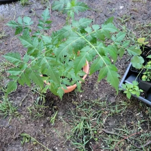 - Image 1