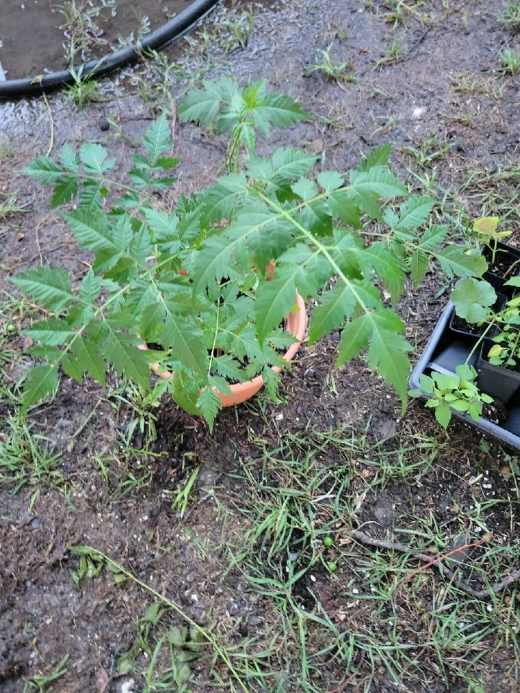 - Image 1