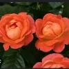 - Image 1