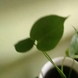 - Image 1