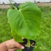 - Image 1