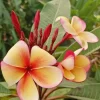 - Image 1