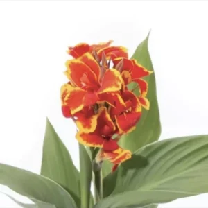 - Image 1