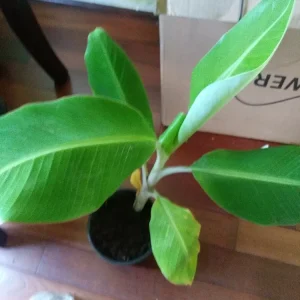 - Image 1