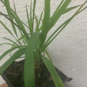 - Image 1
