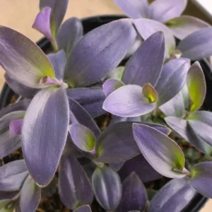 Purple Heart Tradescantia Live Plant - 4 inch Pot - Outdoor Ground Cover - Image 2
