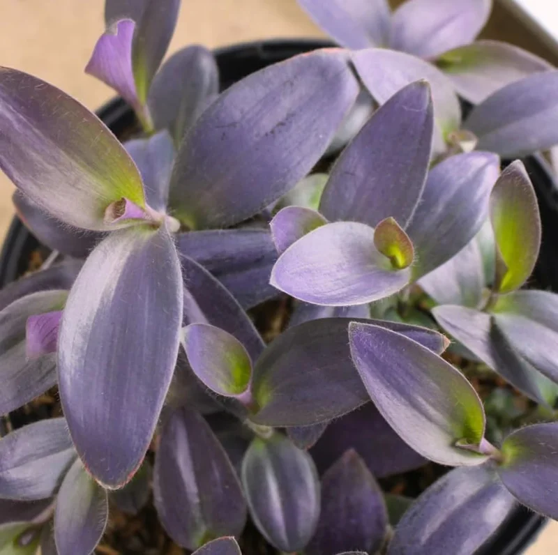 Purple Heart Tradescantia Live Plant - 4 inch Pot - Outdoor Ground Cover - Image 2