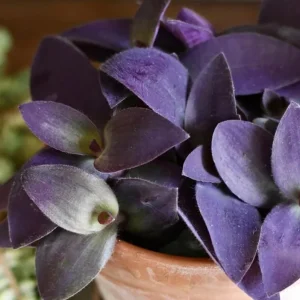 Purple Heart Tradescantia Live Plant - 4 inch Pot - Outdoor Ground Cover - Image 3