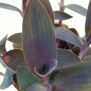 Purple Heart Tradescantia Live Plant - 4 inch Pot - Outdoor Ground Cover - Image 4
