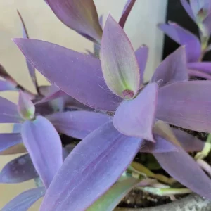 Purple Heart Tradescantia Live Plant - 4 inch Pot - Outdoor Ground Cover - Image 5