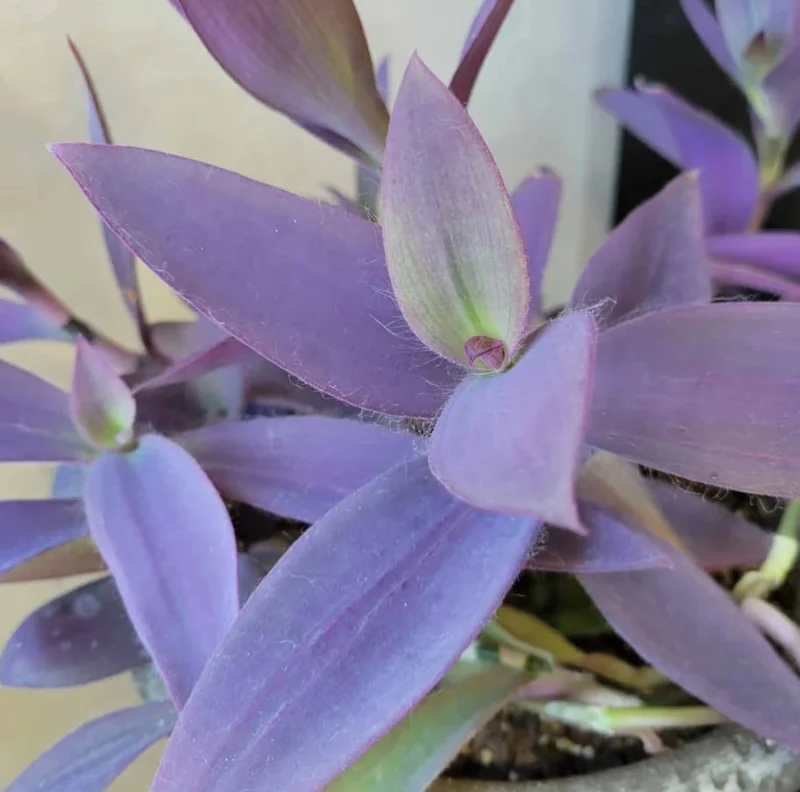 Purple Heart Tradescantia Live Plant - 4 inch Pot - Outdoor Ground Cover - Image 5
