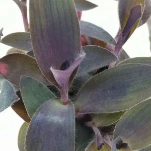Purple Heart Tradescantia Live Plant - 4 inch Pot - Outdoor Ground Cover - Image 6