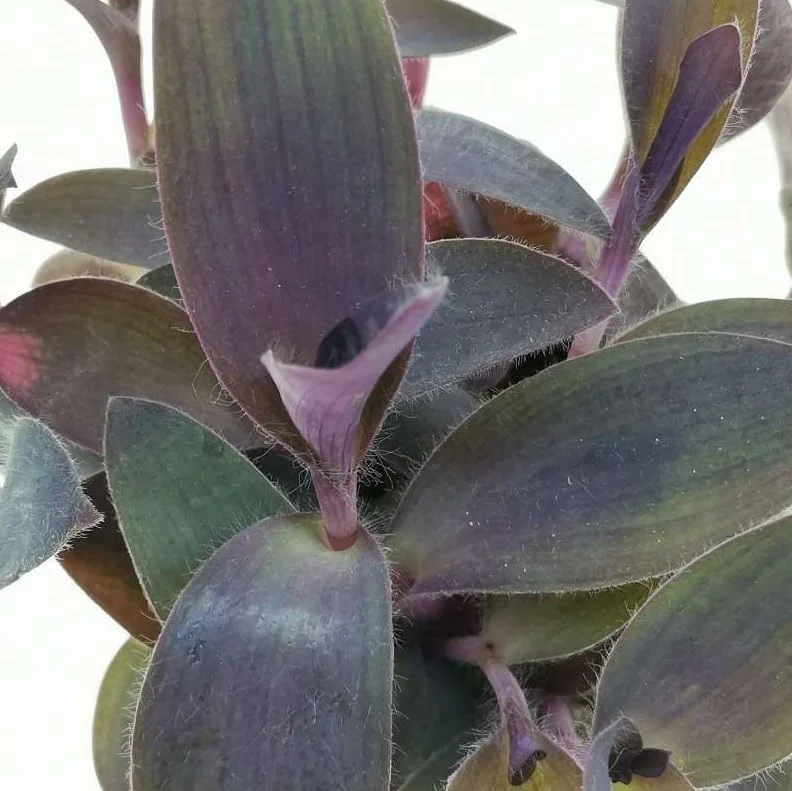Purple Heart Tradescantia Live Plant - 4 inch Pot - Outdoor Ground Cover - Image 6