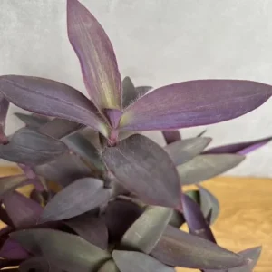 Purple Heart Tradescantia Live Plant - 4 inch Pot - Outdoor Ground Cover - Image 7